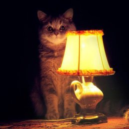 �����, ������, 41 ���