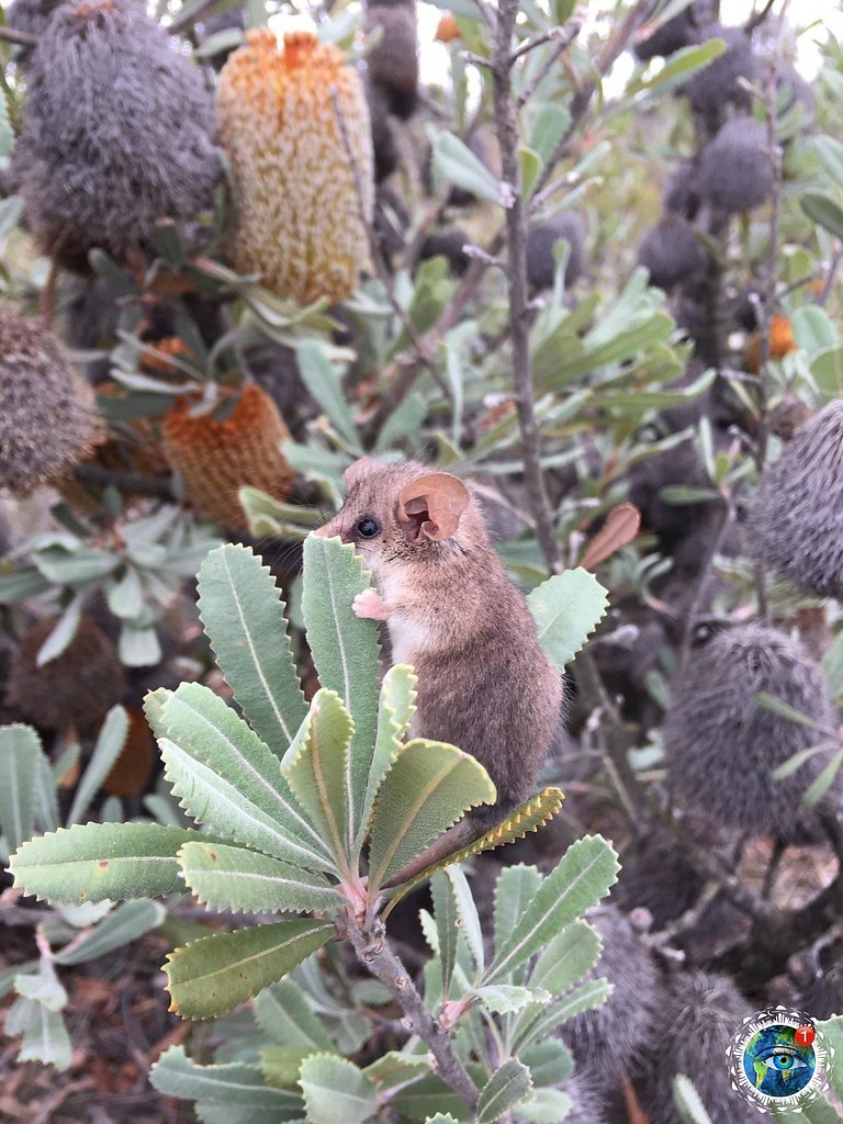 pepa ca e, poco  a  apo oocco - 2