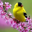 ���� Sindi, ������ - ��������� 14 ������ 2021