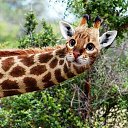 ���� Aleksandra, ����������� - ��������� 17 ������� 2021