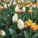 ���� &trade;������&trade;, �����-��������� - ��������� 8 �������� 2021 � ������ ��������� ���������