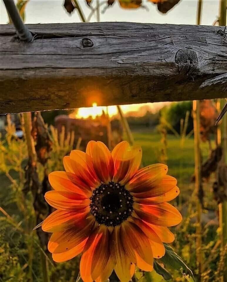  - ...   ...    ,    ...   ... - 4