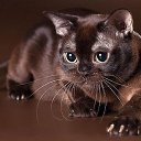  °• Honey•°,  -  11  2021    