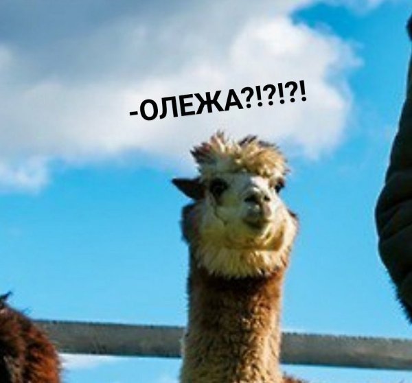 Идеи для жизни.Бобер увидел охотника и опознал у него на голове пропавшего деда.И уронил на него ... - 4