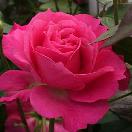 �������, �������, 52 ����