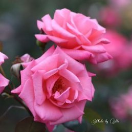 �����, �����-���������