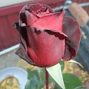 ���� ������, ����, 51 ��� - ��������� 14 ������ 2022