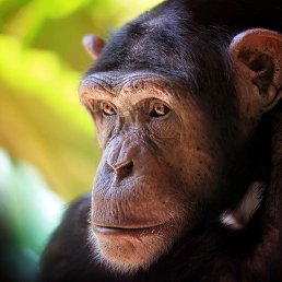 ��������, ���������, 57 ���