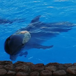 ����, �����������, 35 ���