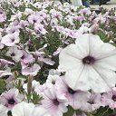 ���� �����, ���������� �����, 54 ���� - ��������� 20 �������� 2021 � ������ ���� ����������