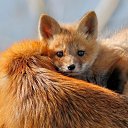 ���� �����, �������, 55 ��� - ��������� 25 ������� 2021 � ������ ���� ����������