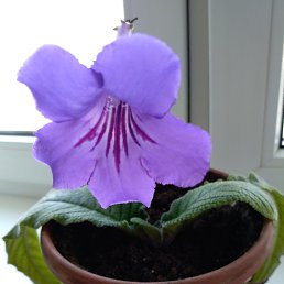 ����, �����