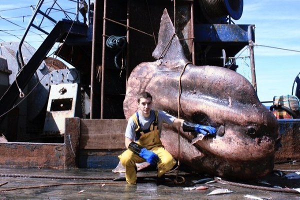 Редкие морские обитатели на снимках моряка из Мурманска