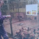 cocks �� ������� ���� ����������