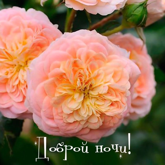   ,    . - 27  2021  23:25