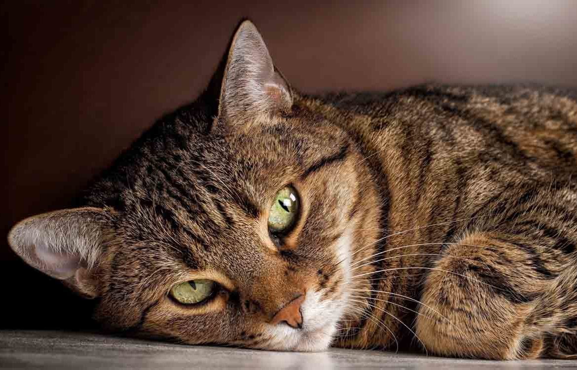 ПОВЕРЬЯ О КОШКАХ.- Если кошка сама приходит в дом, это значит, что она приносит счастье и отводит ...