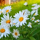 ���� �������, ������, 44 ���� - ��������� 13 ������� 2021