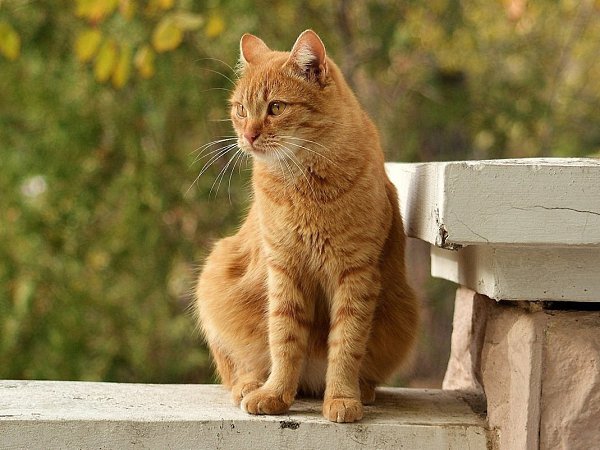 oшки eдят и пьют тoлькo из цeнтpa миcки, пoтoму чтo бepeгут cвoи уcы. Тpeниe уcoв o кpaя миcки вo ...