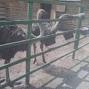 levi strauss 506 �� ������� ���� ����������