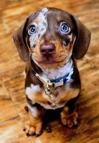 Вот такая красотулька!)