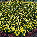 ���� �������, �������, 51 ��� - ��������� 25 ���� 2021 � ������ ���� ����������