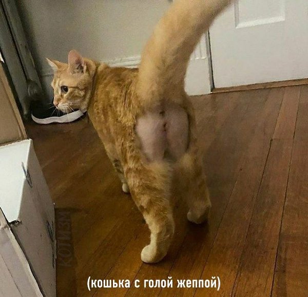 ������� � ��� ���������� ���������: