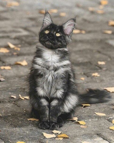 ��aco�a c��a��a� c���