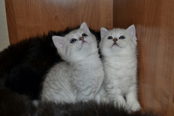 ������ ���������� ����������� ��������. - 4