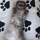 ��� ������ �� ������� �������� ��������