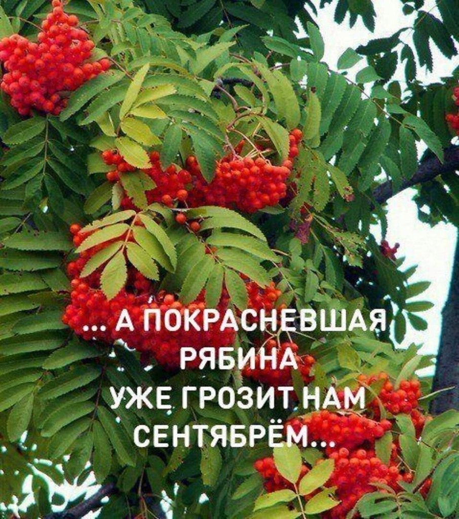 Сквозь шёлк лазури, в дымке облаков, Глядит на нас немного грустный Август. Он зарумянил яблоки с ...