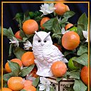  , , 59  -  17  2021    )