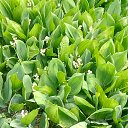 ���� ����, �����-���������, 68 ��� - ��������� 9 ���� 2021 � ������ ����� 2021�