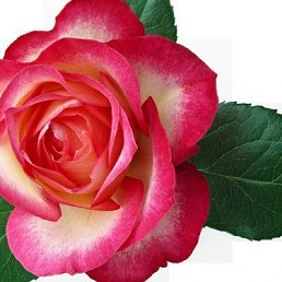 �����, ������-��-����, 56 ���