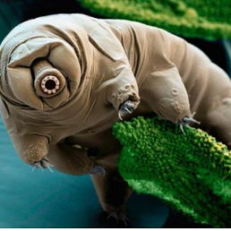 �����, ������, 63 ����