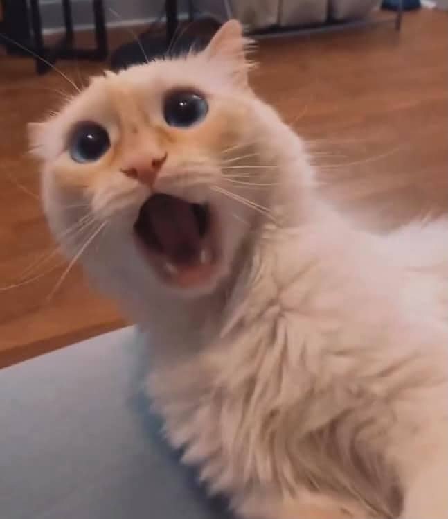 ������� ������� ���� 