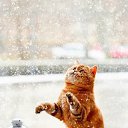 ���� �����, ������, 55 ��� - ��������� 22 ������� 2021