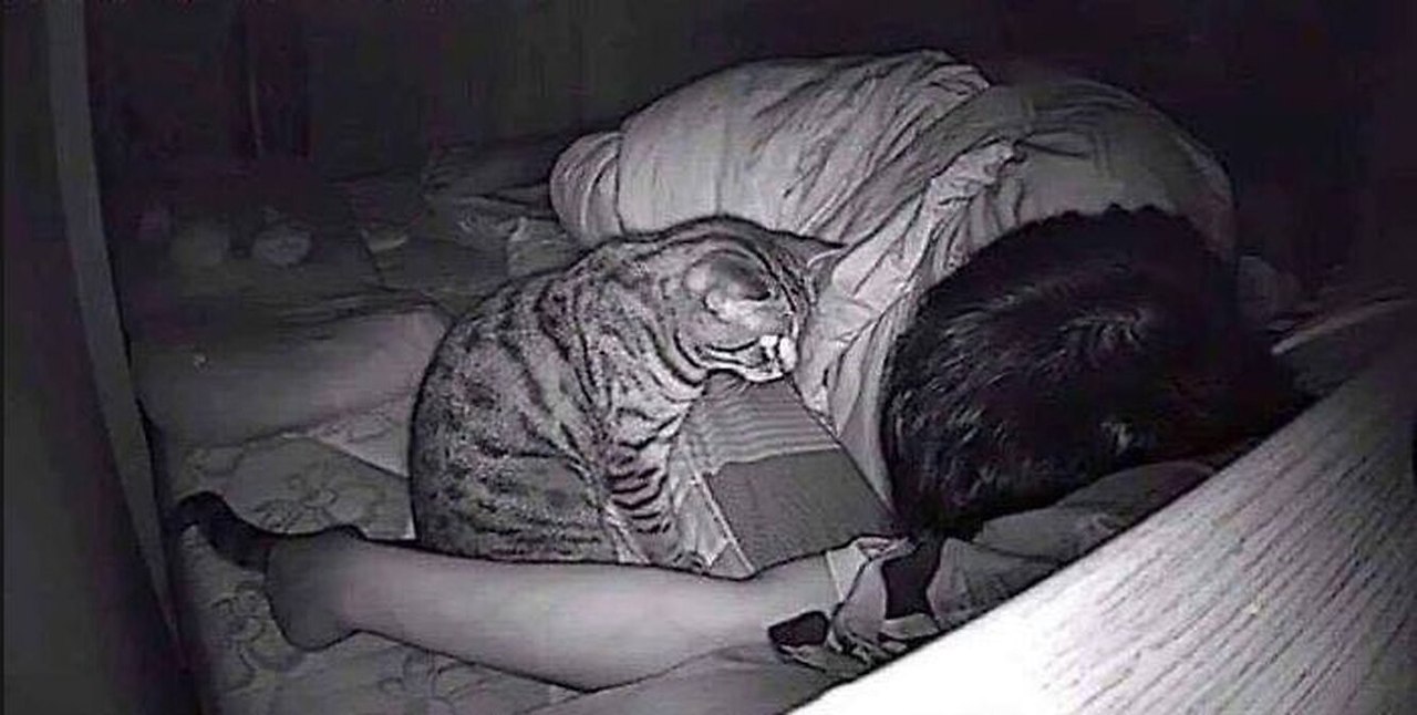 кот специально гадит на кровать