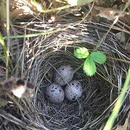 �����, ������, 44 ����