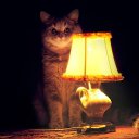 ���� �����, ������, 41 ��� - ��������� 14 ������� 2021 � ������ ���� ����������