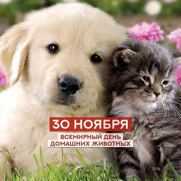 Кто любит животных, тот долго живет.И молодость в нем никогда не умрет,Кто кошке с собакой даст в ...