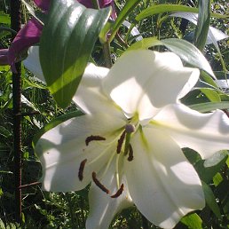 ����, ������, 70 ���