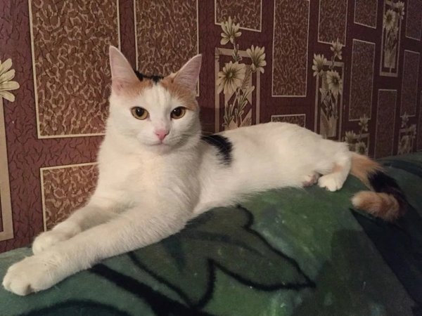 У популярной кошечки с мема, которая не любит бананы, оказывается, есть котёнок! - 3