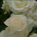 ���� ������, ������ - ��������� 21 ��� 2021 � ������ ���� ����������