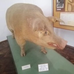 A N Y A, ����, 40 ���