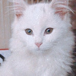 ����������, �������