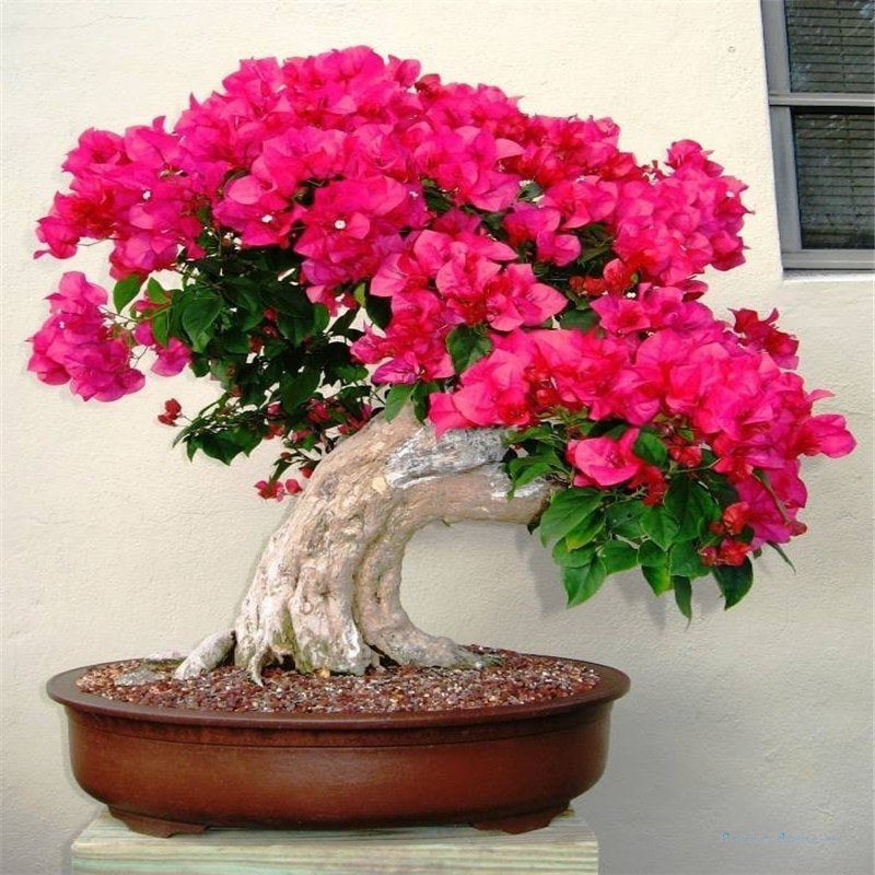 ����������� (Bougainvillea) �������� ��� �������� � ����� ���������� ������������ ������������� ��� ... - 4