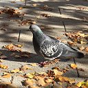 ���� ���������, ��������, 51 ��� - ��������� 2 ������� 2021 � ������ ���� ����������