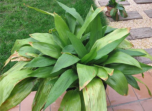 Теневыносливые комнатные растения для северных окон.Цветов, пригодных к выращиванию на северных ...