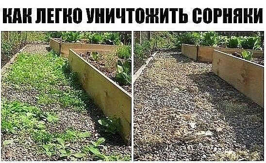 Чтобы уничтожить сорняки без гербицидов, используйте соль и уксус. Приготовьте раствор: 1 литр ...