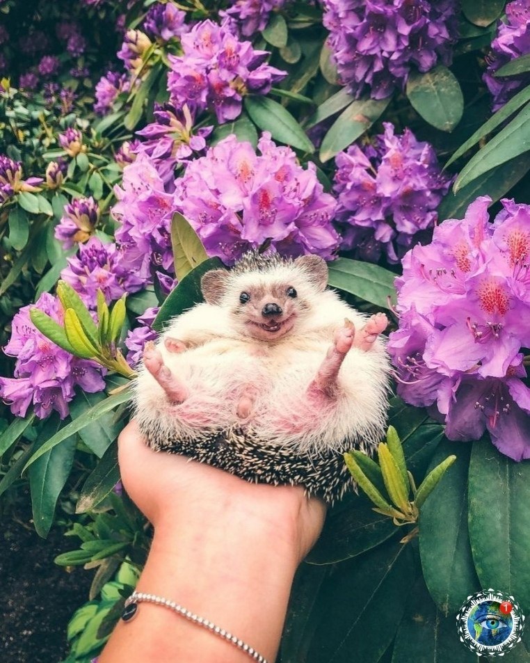 p pae oy, o e pa. - 7